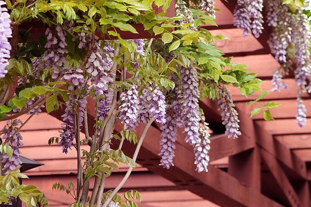 Pergola, starost a radost